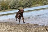 LABRADOR 158